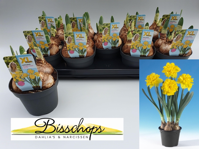 <h4>NARC D DO GOLD MEDAL</h4>