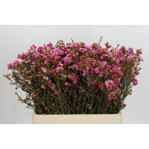 Chamelaucium Sarah's Delight