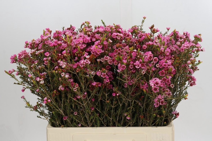 <h4>Chamelaucium Sarah's Delight</h4>