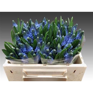 Muscari Carola