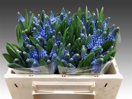 <h4>Muscari Carola</h4>
