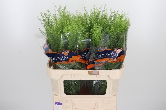 <h4>Lepidium Green Bell</h4>