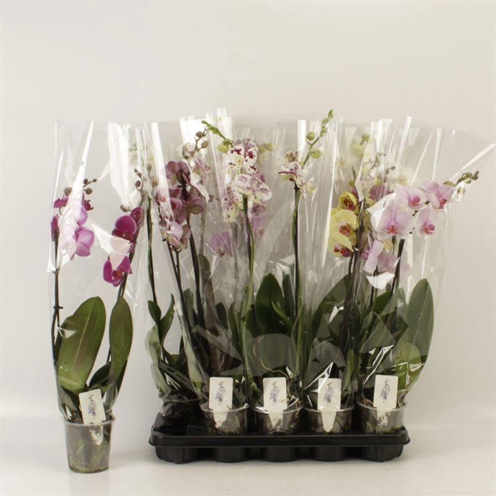 <h4>PHAL GEM 5 KL</h4>