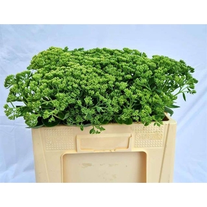 Sedum Spectabile