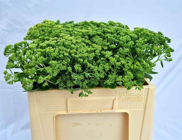 <h4>Sedum Spectabile</h4>