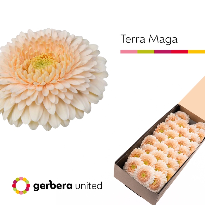 <h4>Germini Pomponi Terra Maga Doos</h4>