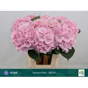 HYDRANGEA  'VERENA'