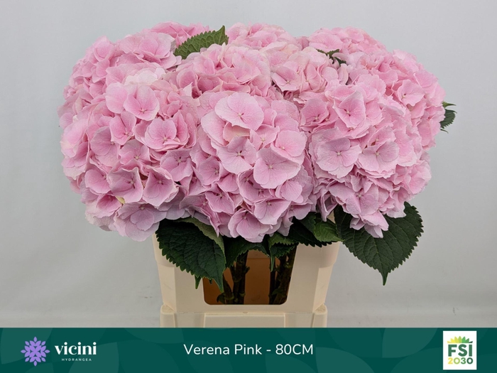 <h4>HYDRANGEA  'VERENA'</h4>
