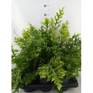 Phymatosorus scolopendria 'Hawaiia'