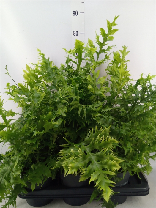 <h4>Phymatosorus scolopendria 'Hawaiia'</h4>