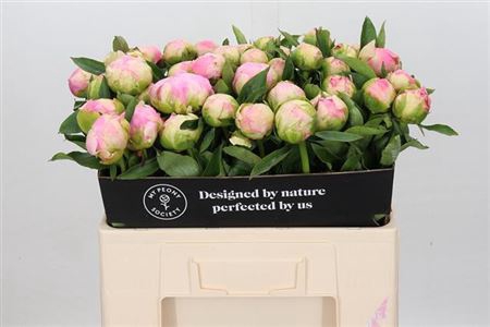<h4>PAEONIA PINK GIANT</h4>
