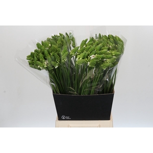 Ornithogalum Thyrsoides