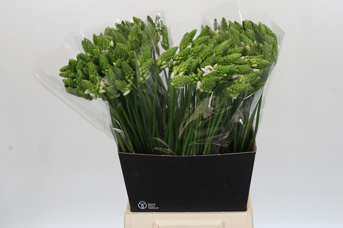 <h4>Ornithogalum Thyrsoides</h4>