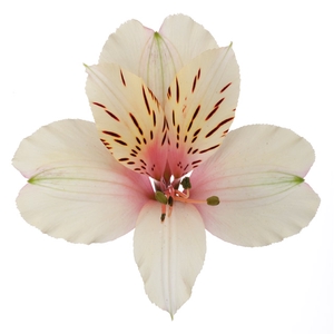 ALSTROEMERIA DIRTY DANCING 080 CM