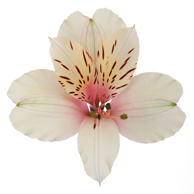 <h4>ALSTROEMERIA DIRTY DANCING 080 CM</h4>