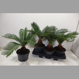 Cycas Revoluta