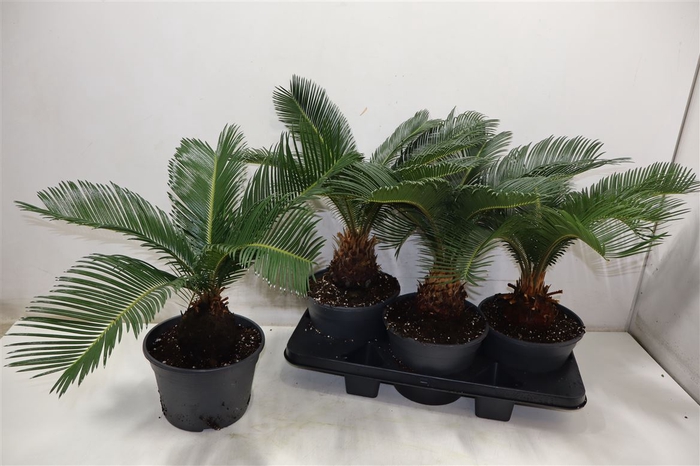 <h4>Cycas Revoluta</h4>