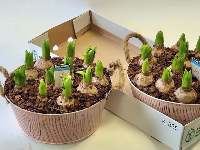 <h4>ARR HYACINTH</h4>