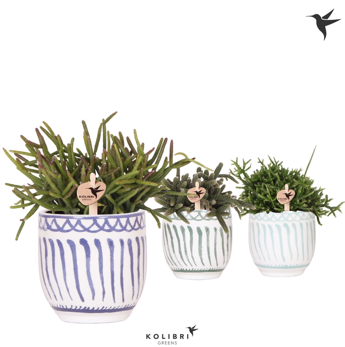 <h4>Rhipsalis Gemengd Keramiek Granada</h4>