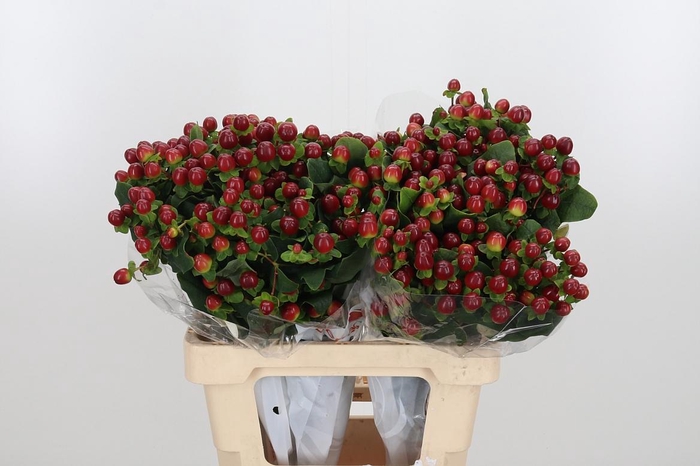 <h4>Hyp Mag Seasons</h4>