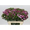 Dianthus Br Amazon Rose Magic