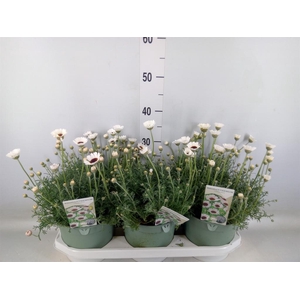 Rhodanthemum  'Casablanca'