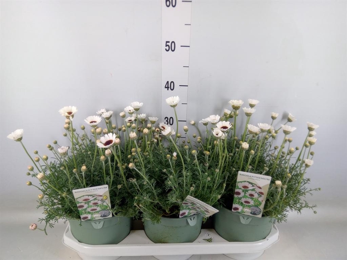 <h4>Rhodanthemum  'Casablanca'</h4>