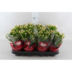 Schlumbergera   ...