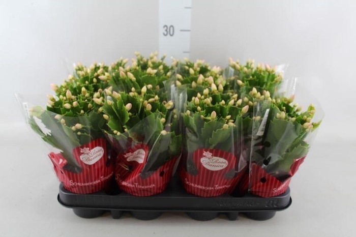 <h4>Schlumbergera   ...</h4>