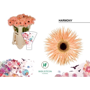 Gerbera Spider Harmony Water x40