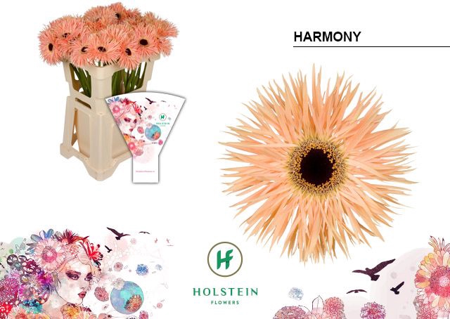 <h4>Gerbera Spider Harmony Water x40</h4>