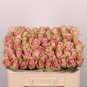 R Gr Belle Rose