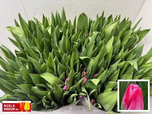 <h4>TU EN PINK STONE</h4>