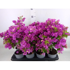 Bougainvillea  'Elisabeth'
