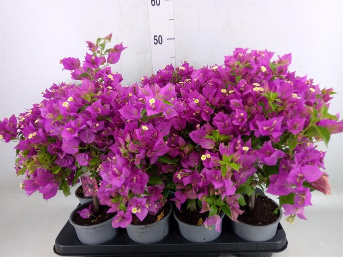 <h4>Bougainvillea  'Elisabeth'</h4>