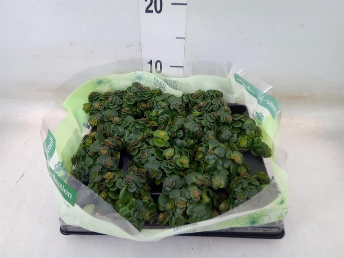 <h4>Sedum   ...</h4>