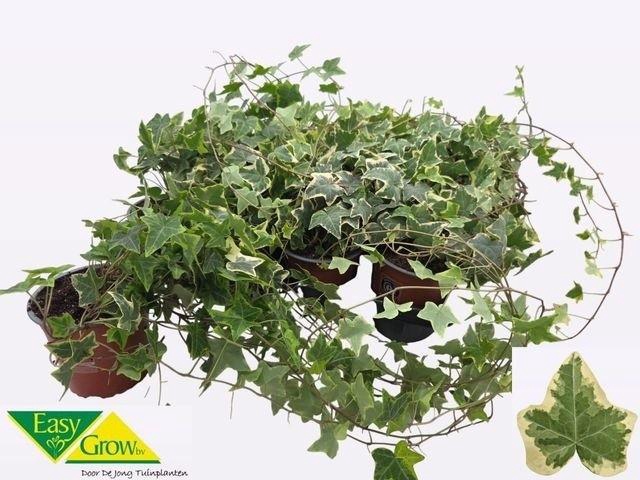 <h4>HED HE GOLDCHILD</h4>