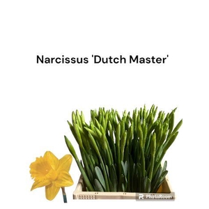 NARC T DUTCH MASTER