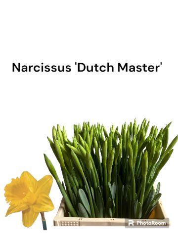 <h4>NARC T DUTCH MASTER</h4>