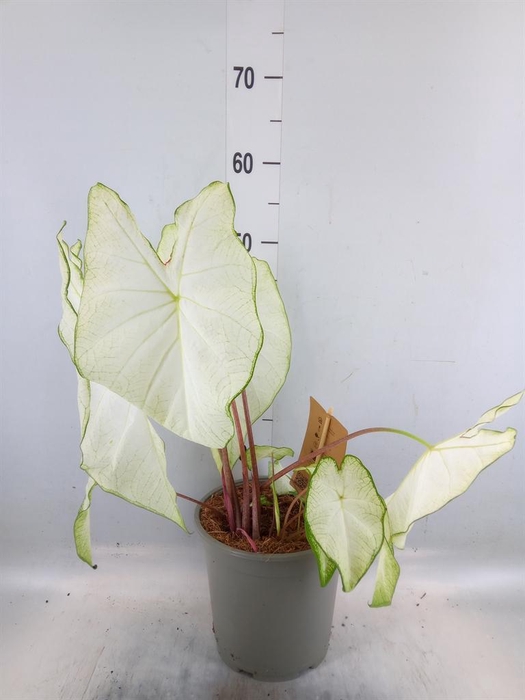 <h4>Caladium   ...</h4>