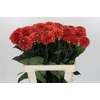Dahlia Orange Fox