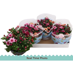 CHRYS MO AUB GEM POT