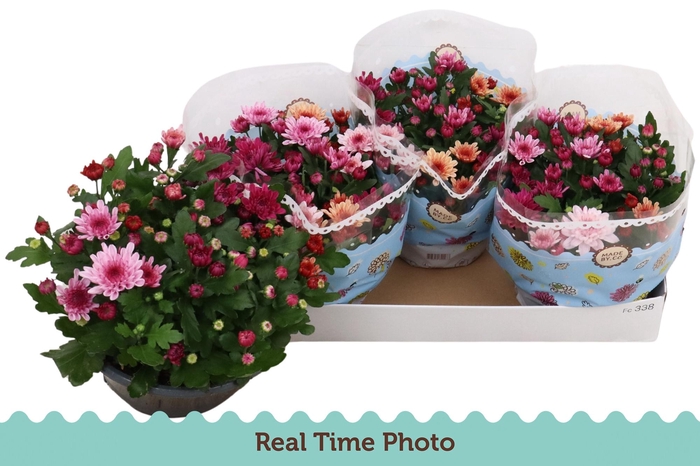 <h4>CHRYS MO AUB GEM POT</h4>