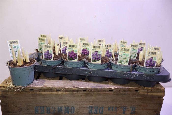 <h4>arr8 Crocus Gem</h4>