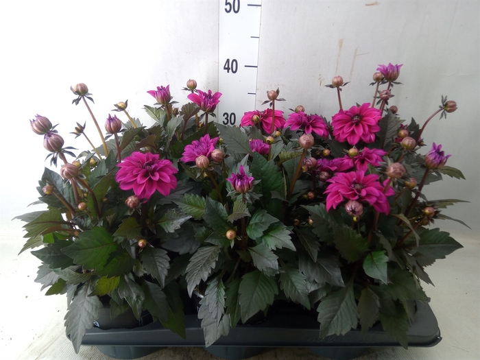 <h4>Dahlia  'Dahlinova Tempt Purple'</h4>