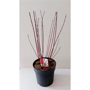 Salix Flamingo bush p23