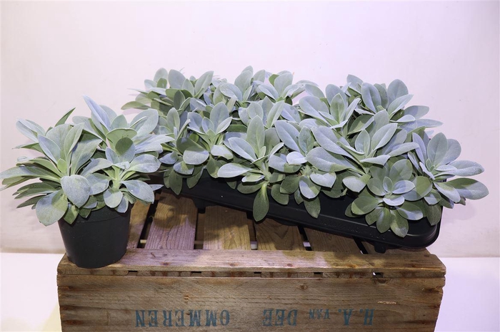 <h4>Senec Mountain Fire</h4>