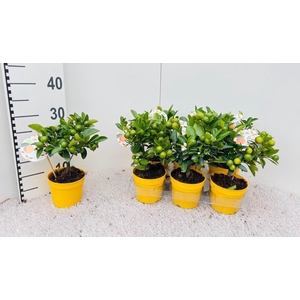 Citrus Calamondin mini-stem yellow-pot