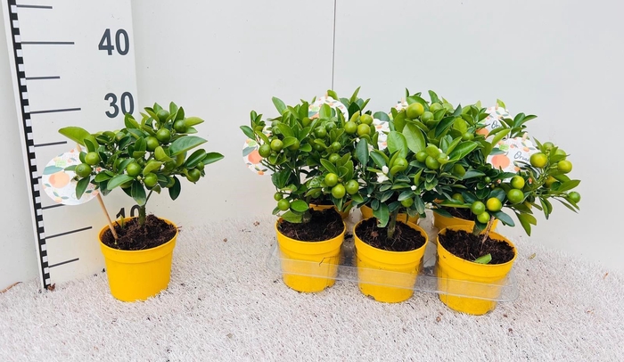 <h4>Citrus Calamondin mini-stem yellow-pot</h4>