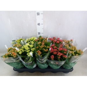Kalanchoe blos. 'RosDon Collection'